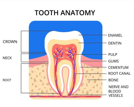 Tooth Anatomy